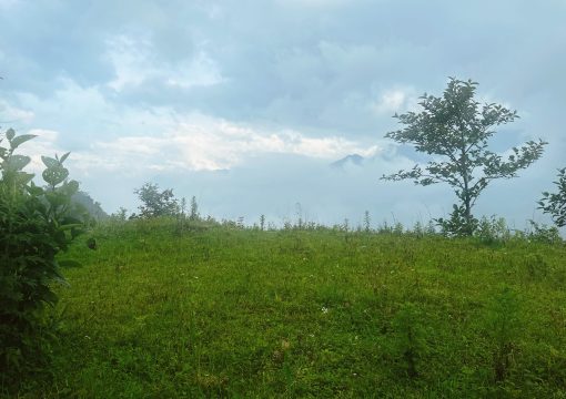 Sân Cỏ Cắm Trại